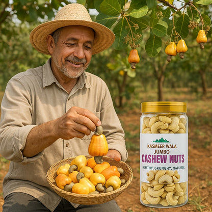 Kasmeer Wala Jumbo Cashew Nuts 500g | Premium Whole Cashews | Healthy Crunchy Natural Dry Fruits | Rich in Protein & Energy Snacks